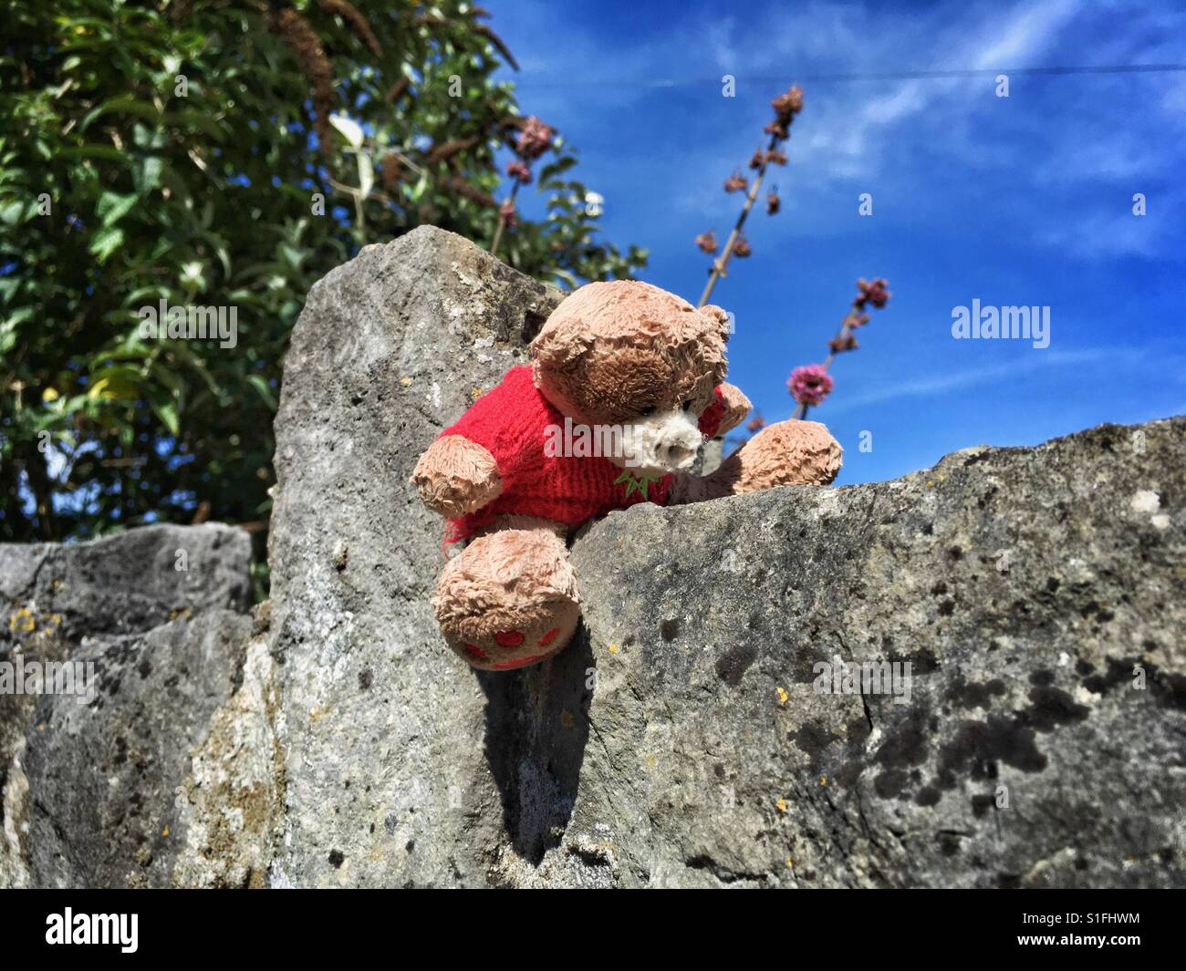 A teddy bear abandoned on a wall in a town in the UK - Smartphone Captured Stock Image