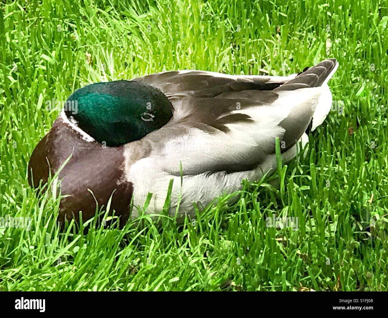 Cautious Duck - Smartphone Captured Stock Image
