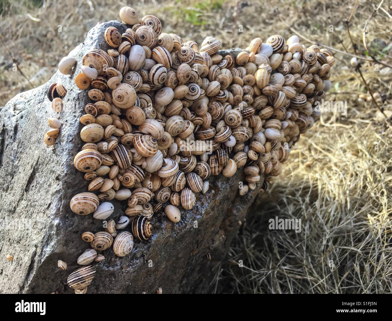 Snails clustered together out of the heat of the sun on Porto Santo Island, Madeira, Portugal - Smartphone Captured Stock Image