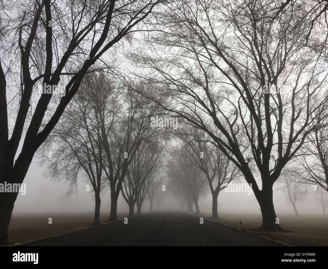 Dense foggy covered road surrounded by bare Winter trees Stock Photo ...