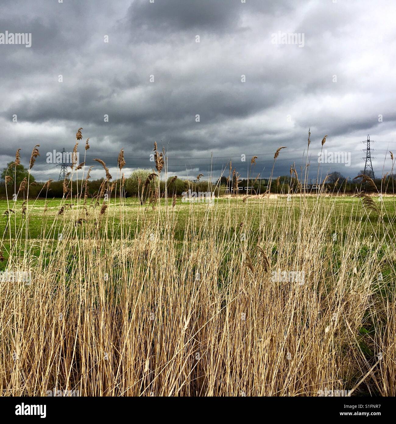 Marsh and Long Grasses Before The Rain Stock Photo Alamy