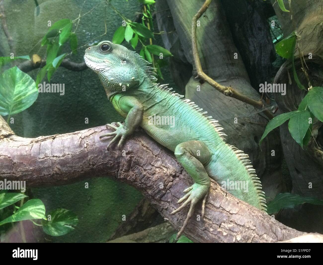 Tropical lizard vivarium Stock Photo Alamy