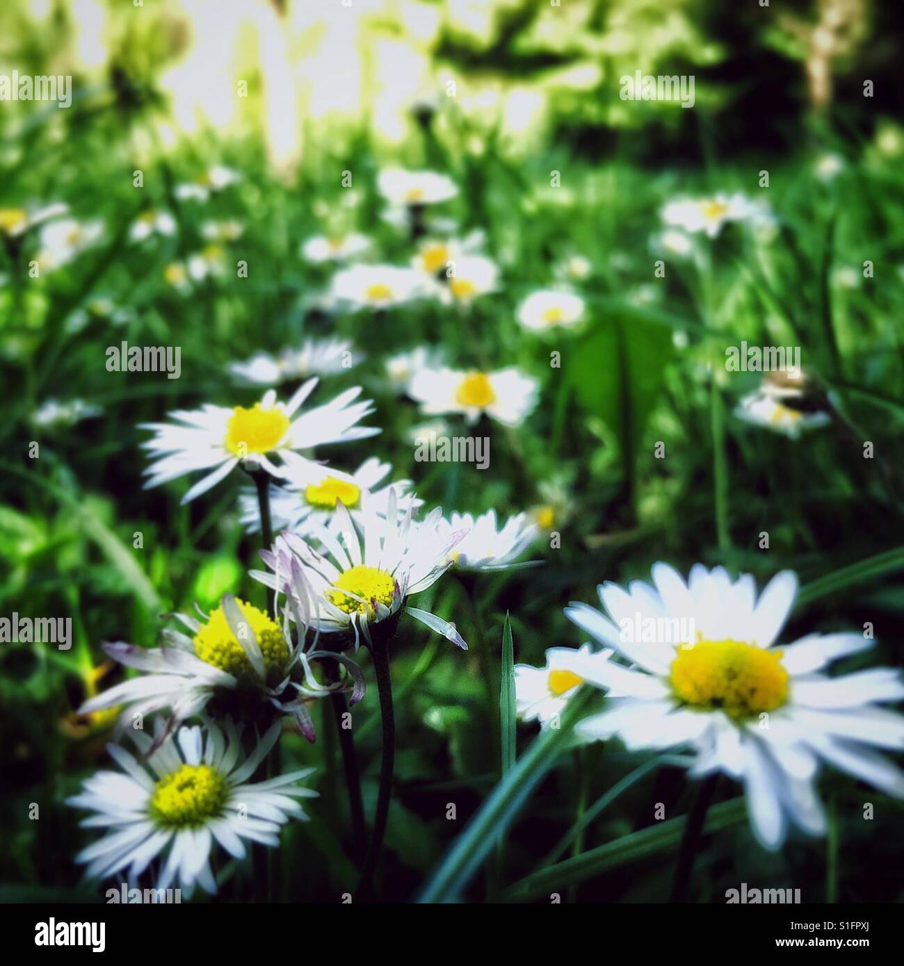 Summer daisies. - Smartphone Captured Stock Image