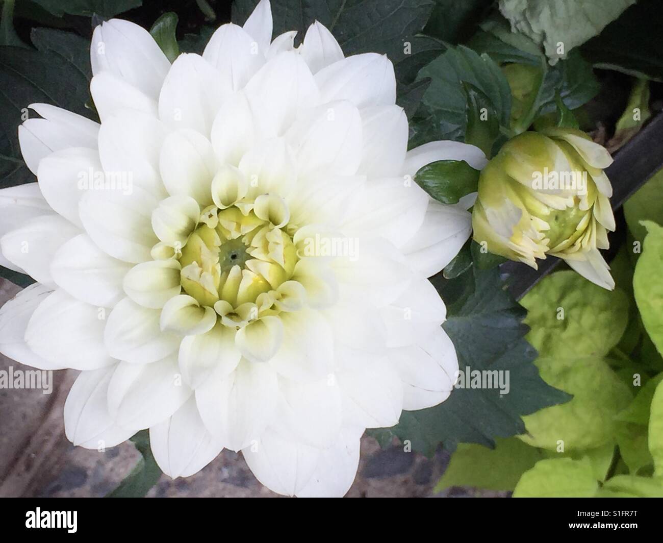 White Dahlia with an unfurling bud Stock Photo Alamy