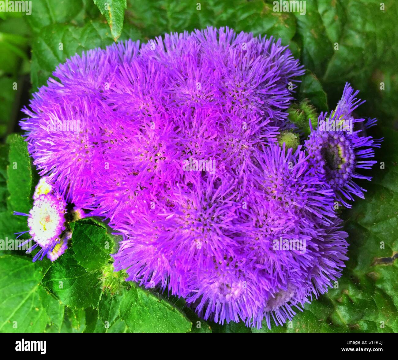 Floss Flower Purple Ageratum Houstonianum Flower Heads Are In Stock Photo Alamy