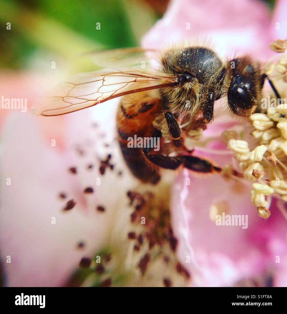 Busy little bee Stock Photo Alamy