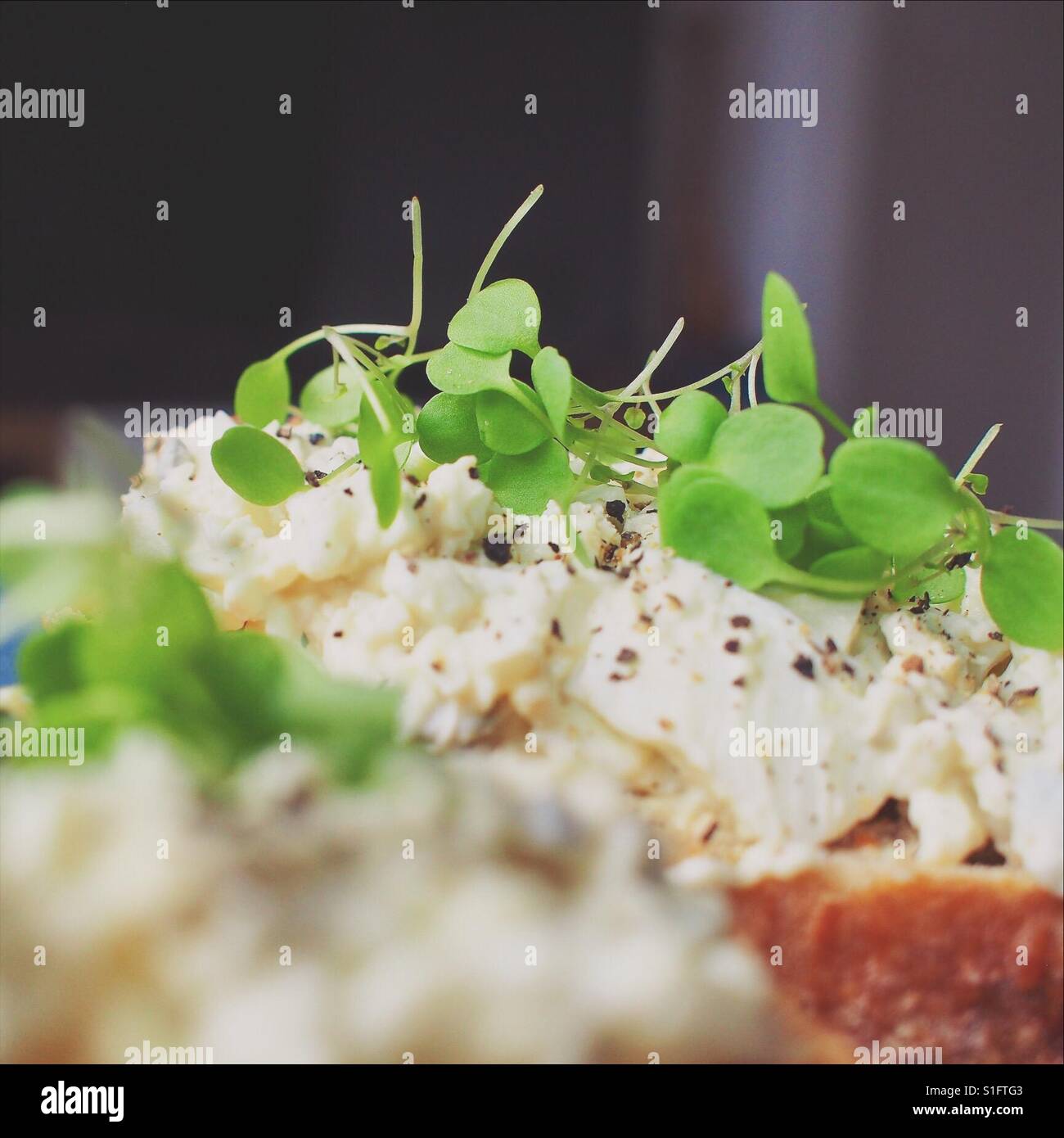 Egg mayo open sandwich with cress Stock Photo Alamy