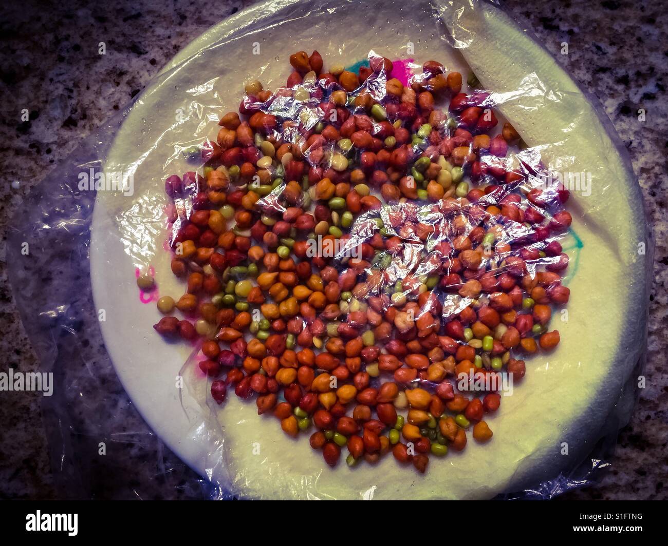 Making homemade sprouts - Smartphone Captured Stock Image