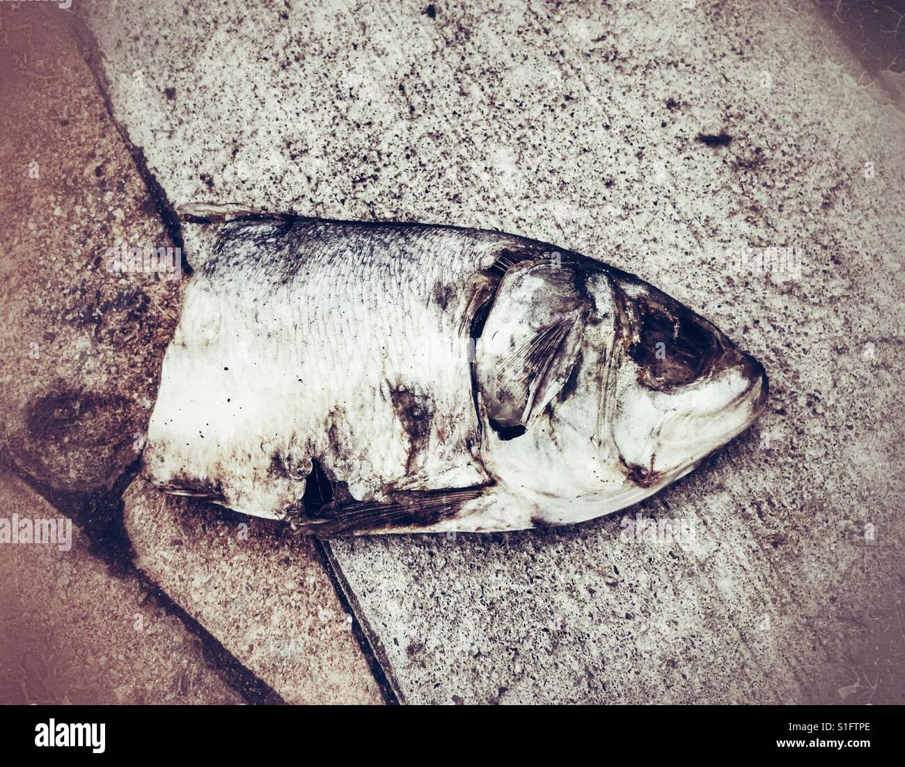 Dead Fish Head on pavement Stock Photo