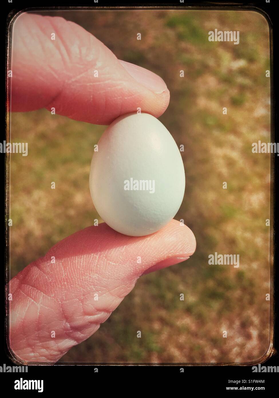 Starling egg found discarded on garden lawn. Alderton. Stock Photo