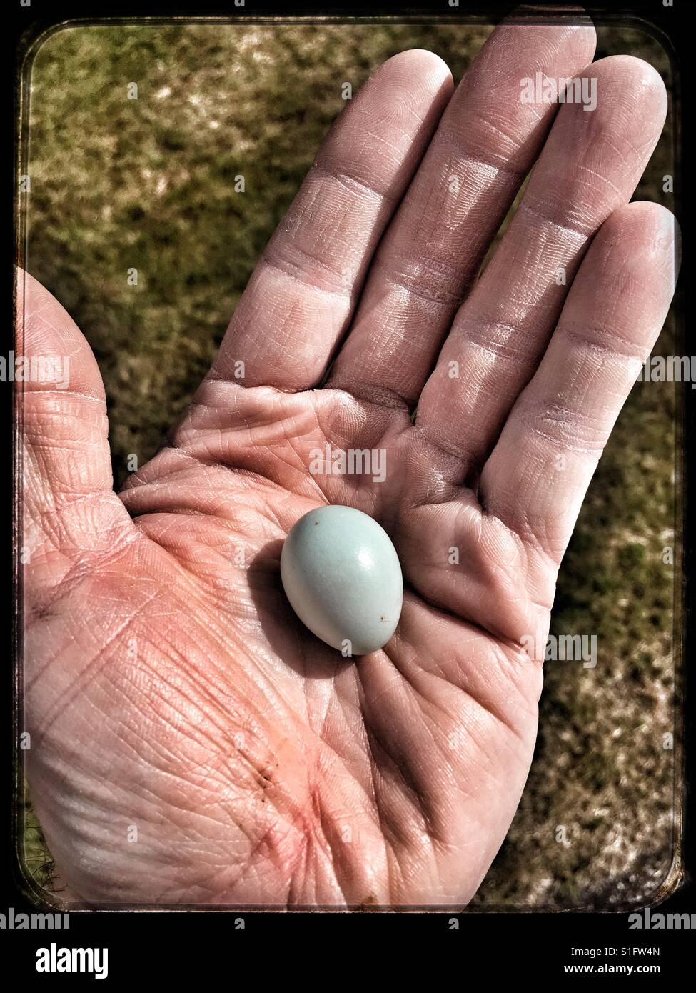 Starling Egg found on Garden lawn. Stock Photo