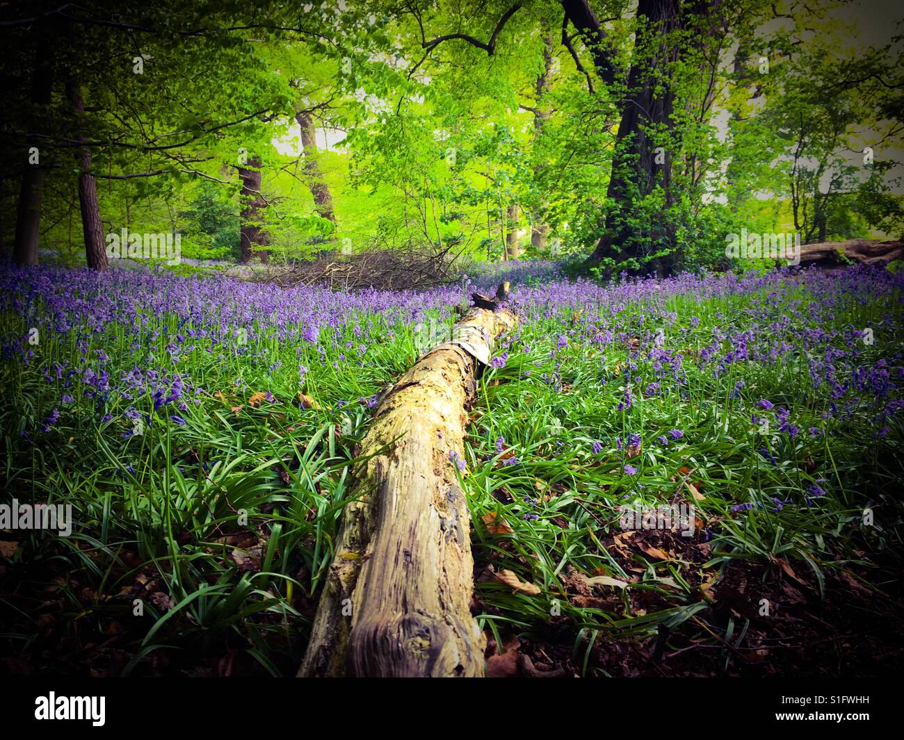 Bluebells in Norfolk woodland, U.K. - Smartphone Captured Stock Image