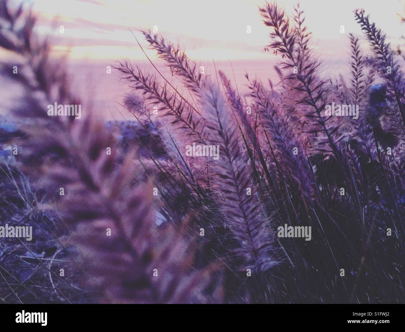 Can you hear the silence Stock Photo Alamy