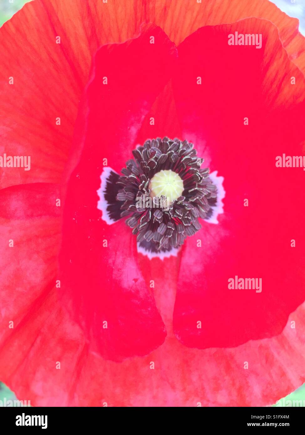 Close up of corn poppy Bloomong Outsides Stock Photo