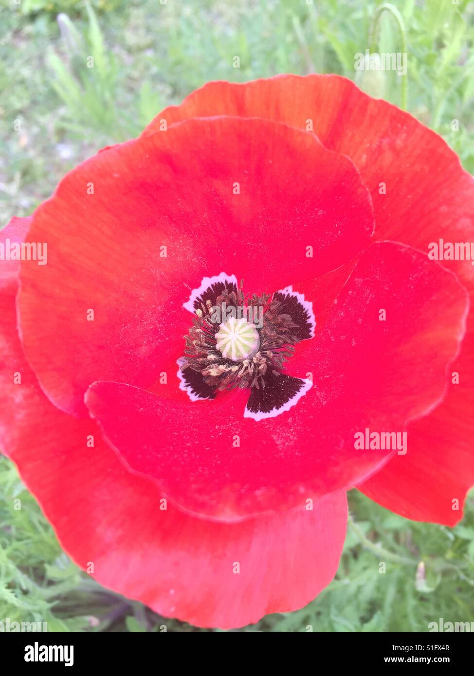 Close up of corn poppy Bloomong Outsides Stock Photo