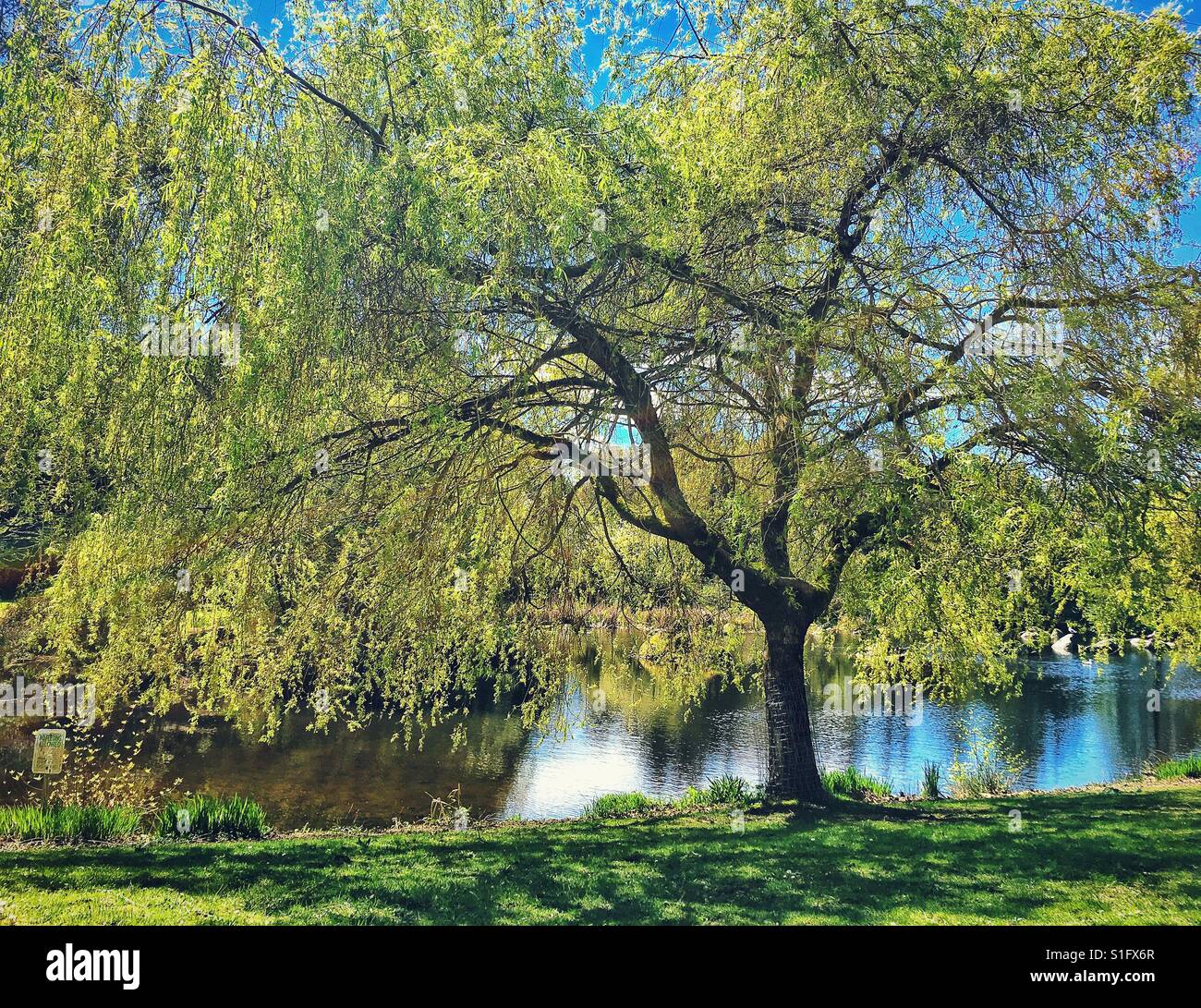 Willow tree in Charleston Park, Vancouver BC - Smartphone Captured Stock Image