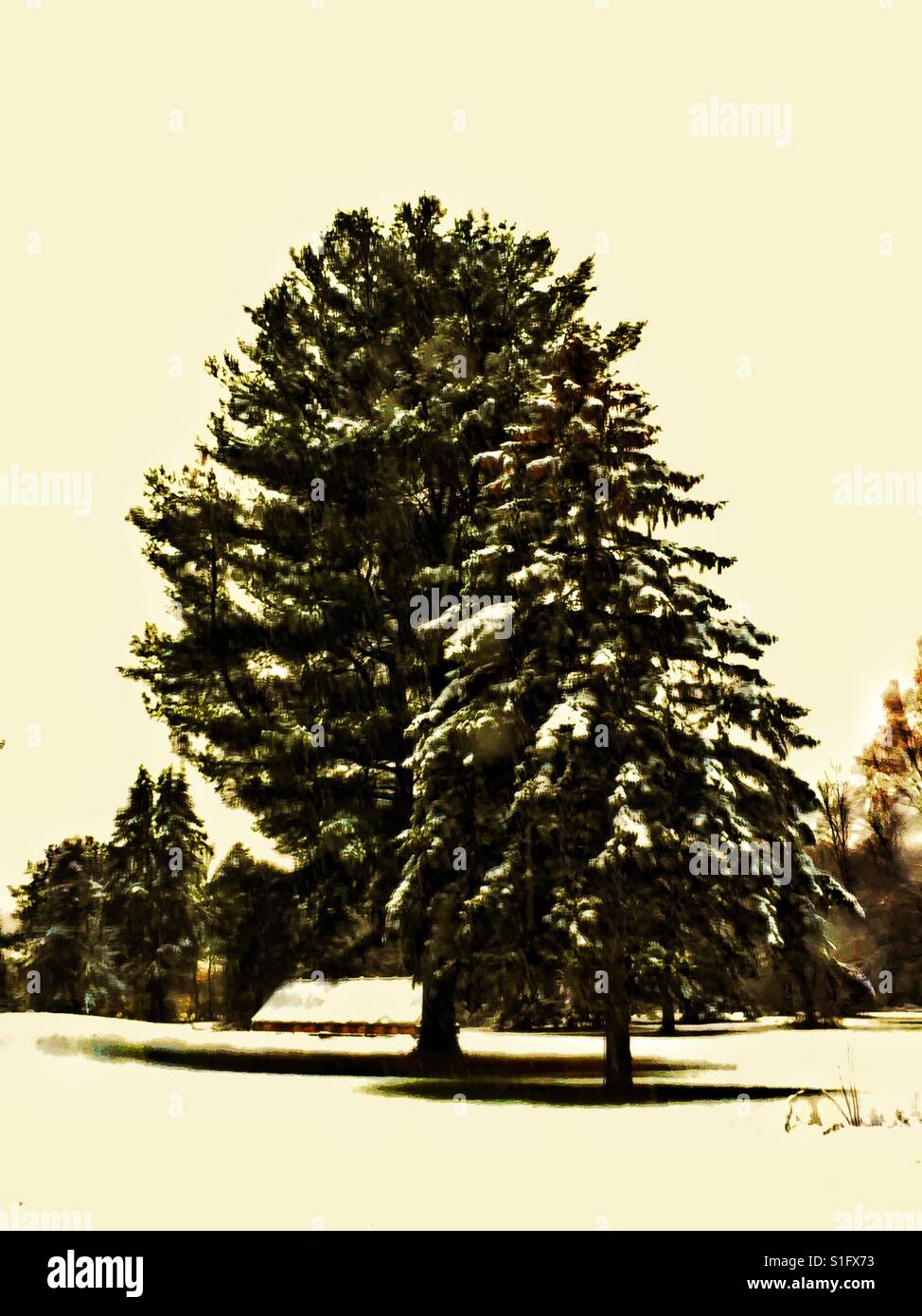 Evergreen trees snow hi-res stock photography and images - Alamy