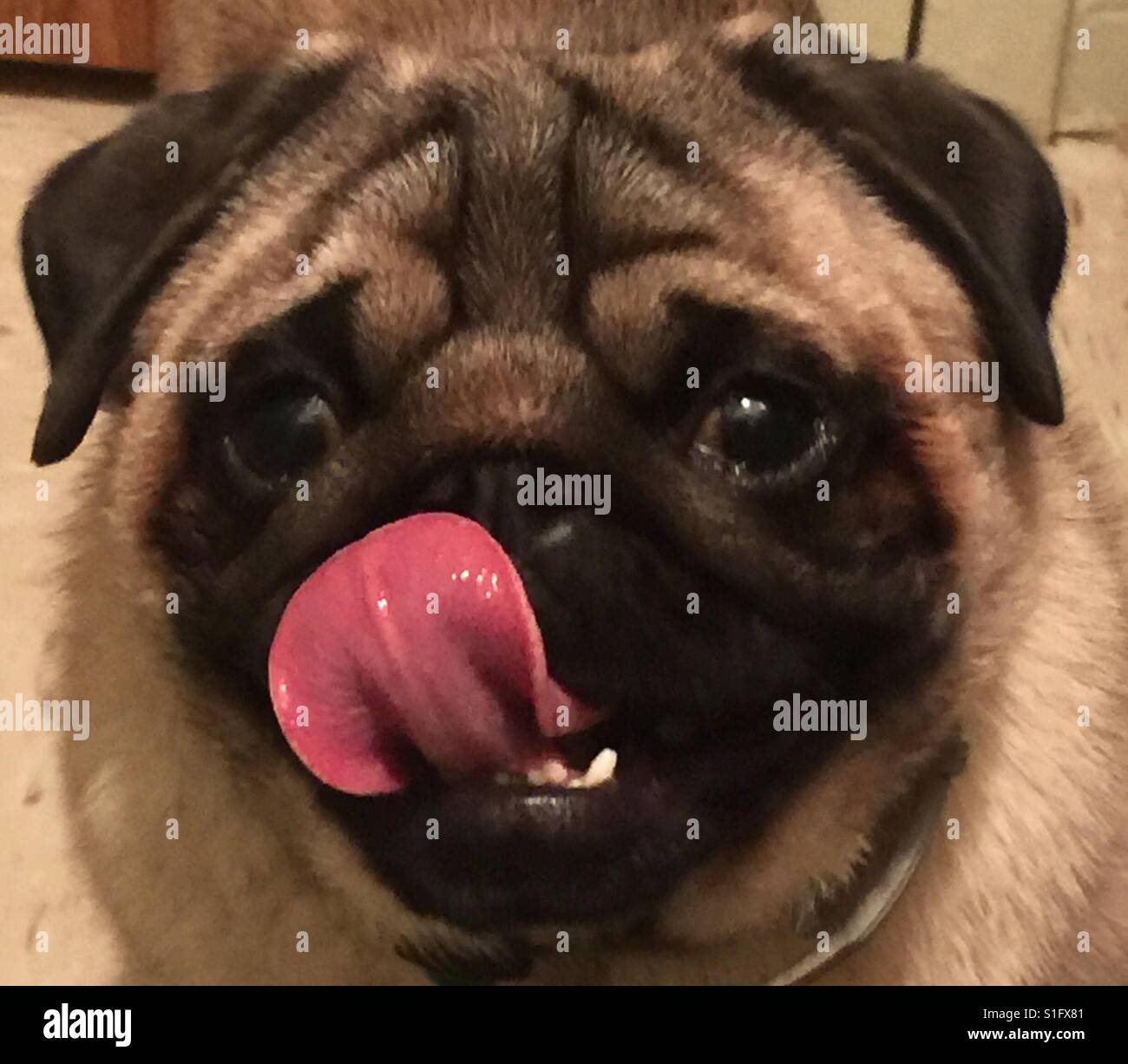 Sweet Pug sticks out his tongue Stock Photo Alamy