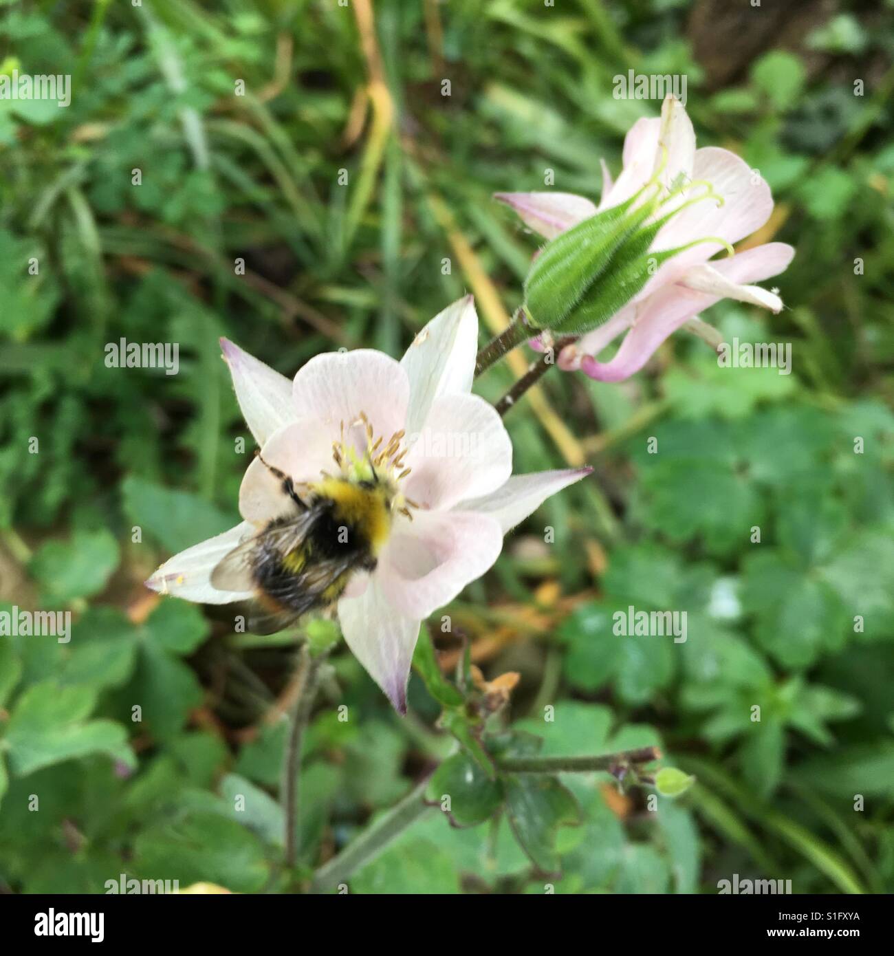 Bee on flower - Smartphone Captured Stock Image