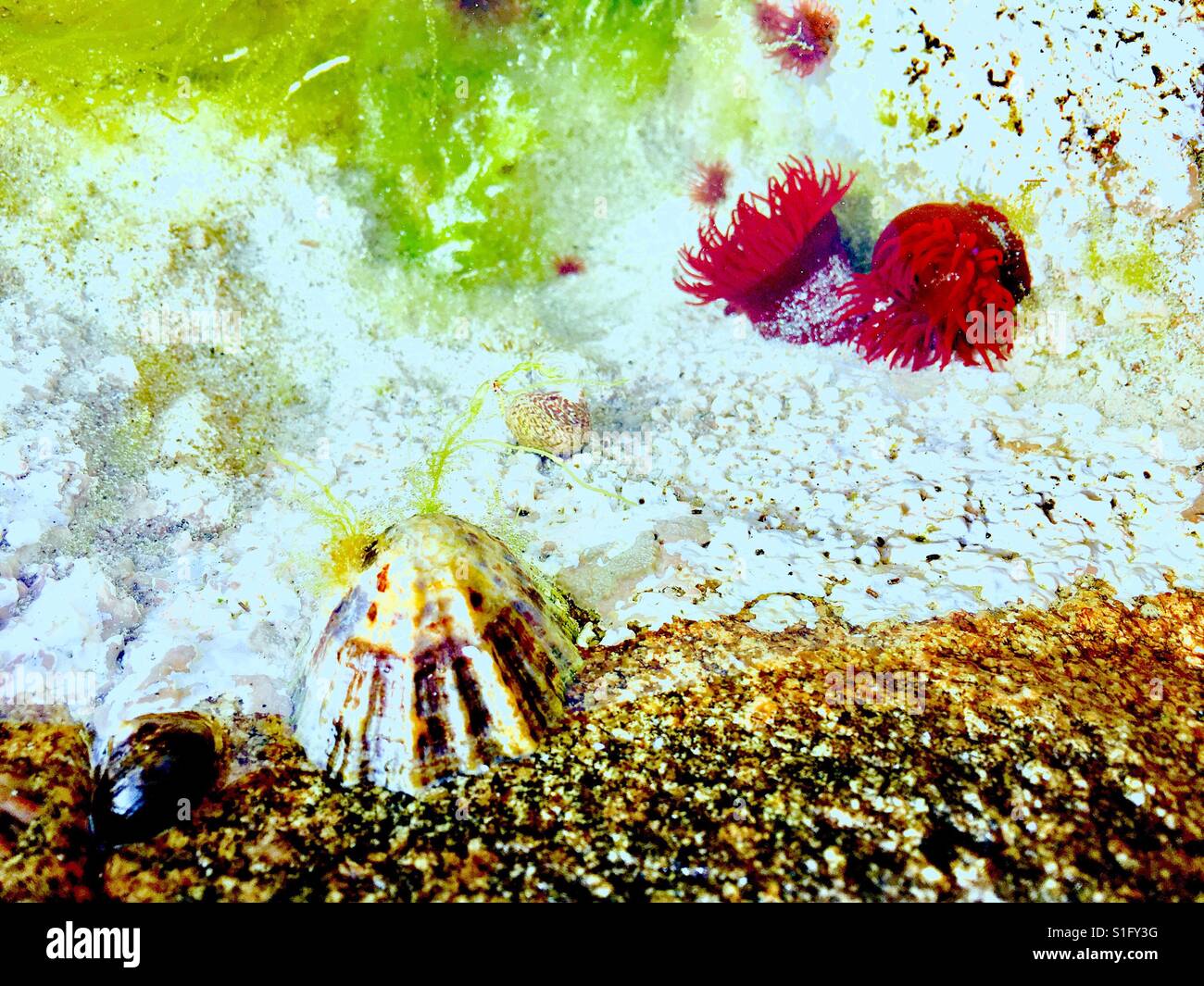 Two anemones and a small shell on the beach rock Stock Photo