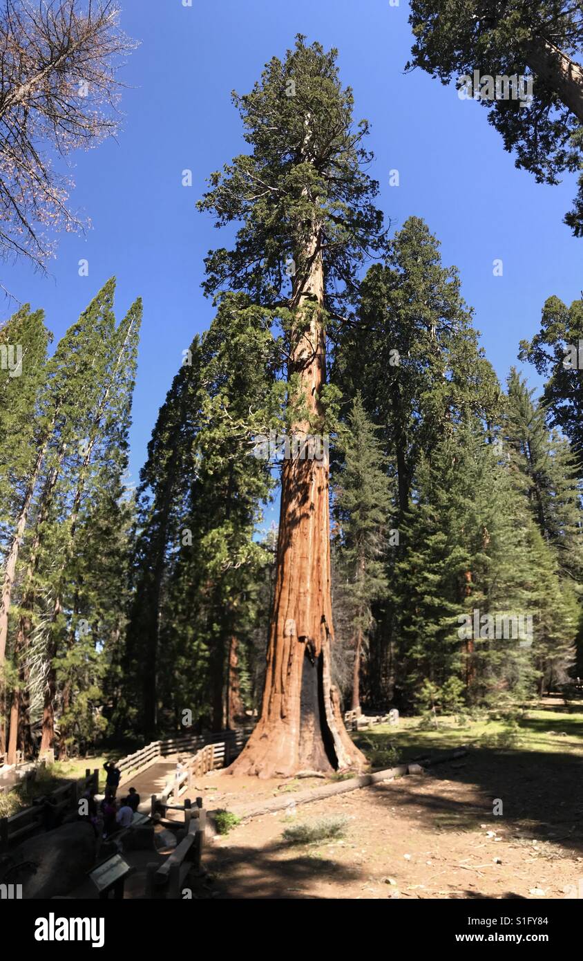 Sequoia tree - Smartphone Captured Stock Image