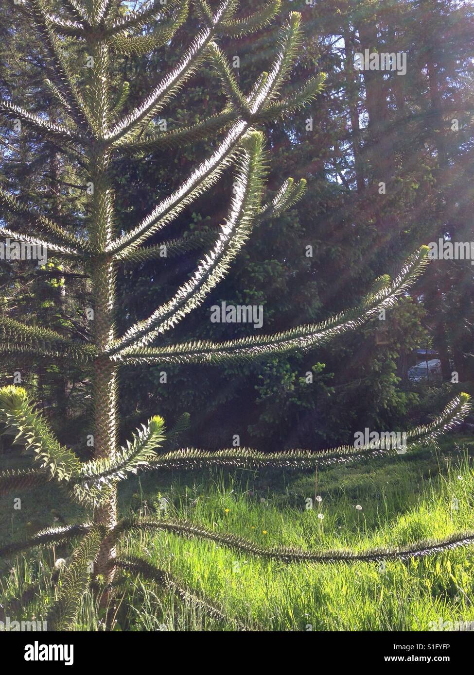 Sparkling branches on a Monkey Puzzle Tree, with rays of sunshine. Stock Photo