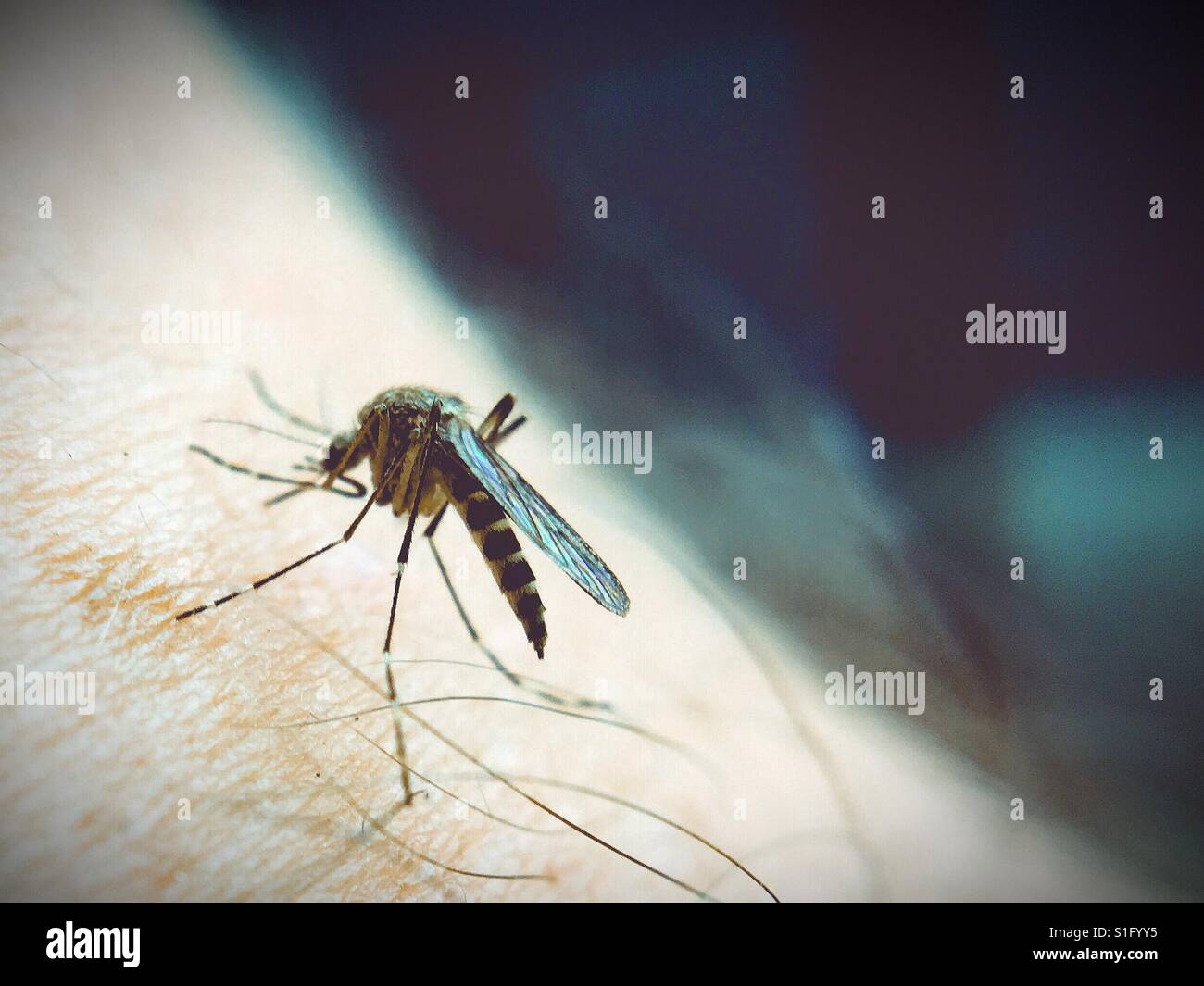 A mosquito biting a man's arm. Close up shot. Space for copy. - Smartphone Captured Stock Image