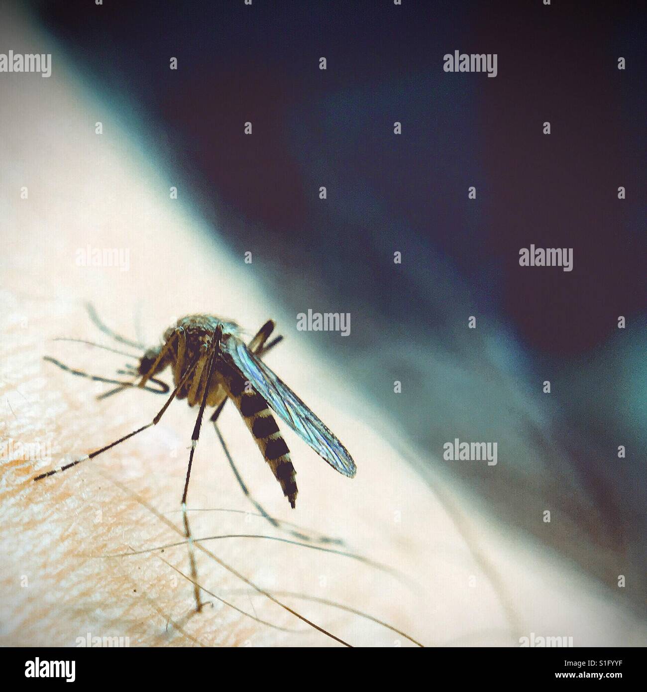 Close up shot of a mosquito biting a man's arm. Square crop. Room for copy. - Smartphone Captured Stock Image