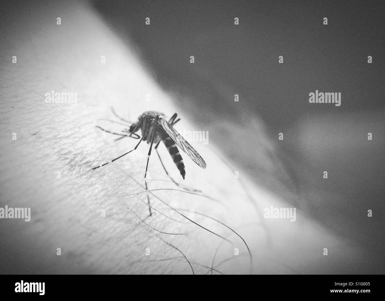 Mosquito biting into a man's arm. In black and white. Room for copy. - Smartphone Captured Stock Image