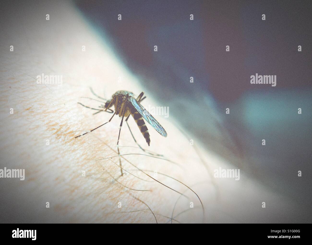 Close up of a mosquito biting a man's arm. - Smartphone Captured Stock Image