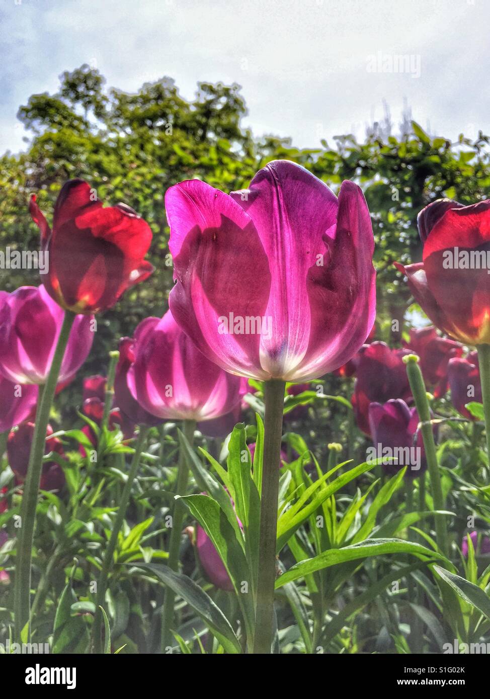 Tulips on a sunny day - Smartphone Captured Stock Image