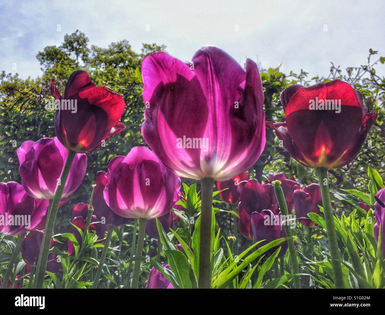 Tulips on a sunny day - Smartphone Captured Stock Image