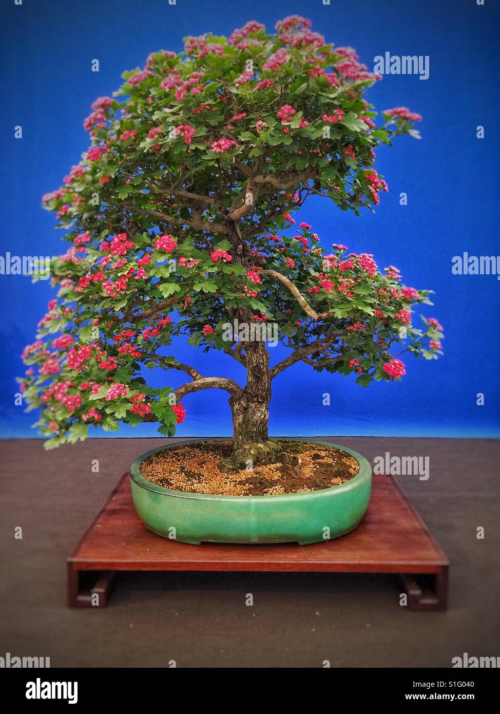 Bonsai miniature hi-res stock photography and images - Alamy