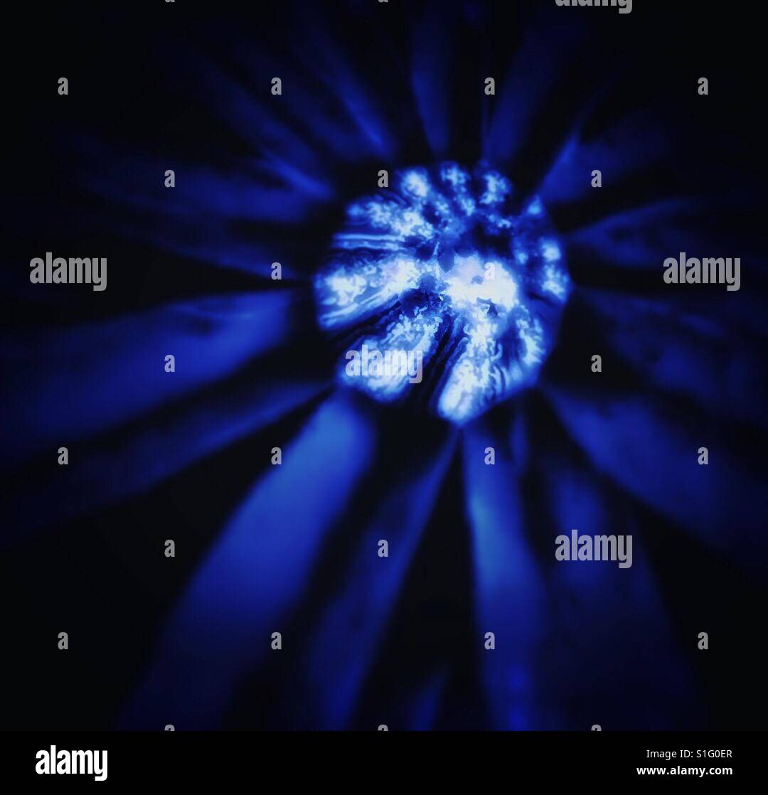 Water droplet on Lupin leaf. - Smartphone Captured Stock Image