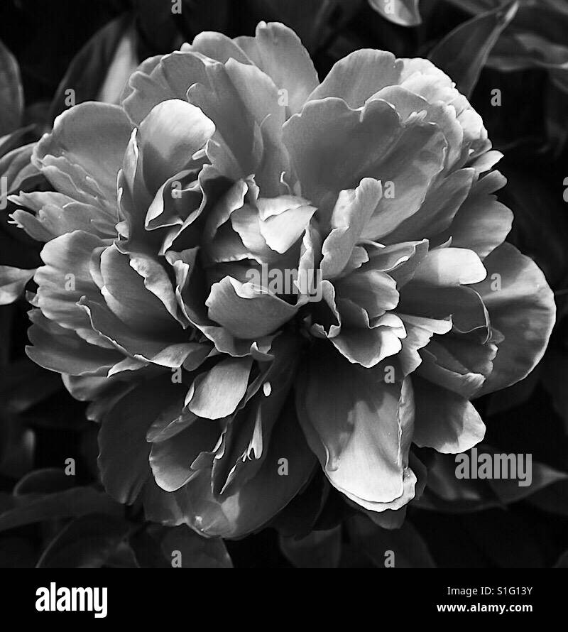 Up close black and white view of a Peony flower in full bloom Stock