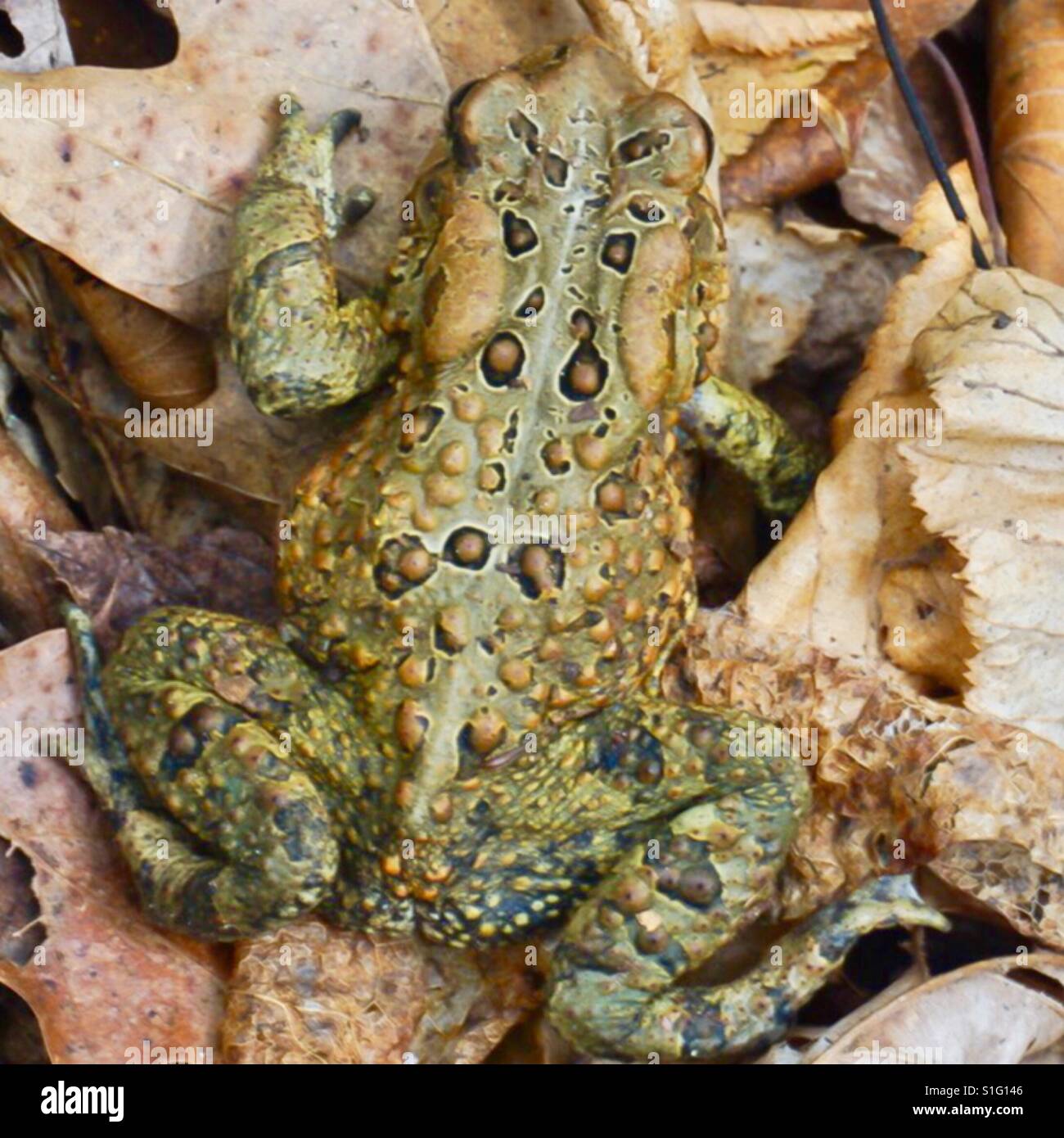 Up close view of an American Toad Stock Photo