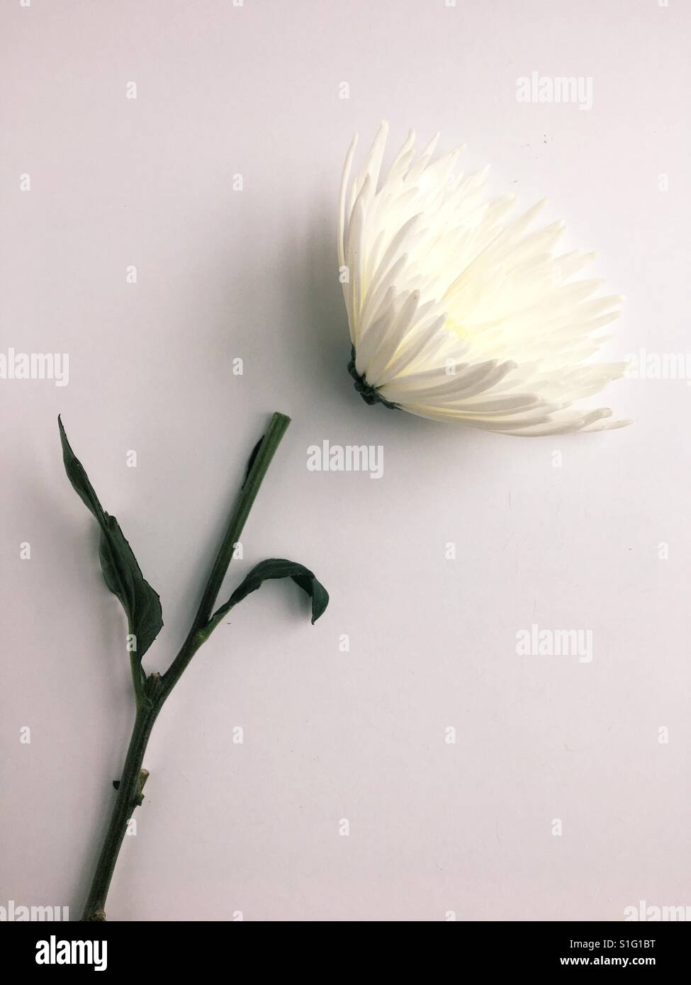 White spider mum flower illustrating loss/change/growth. Stock Photo