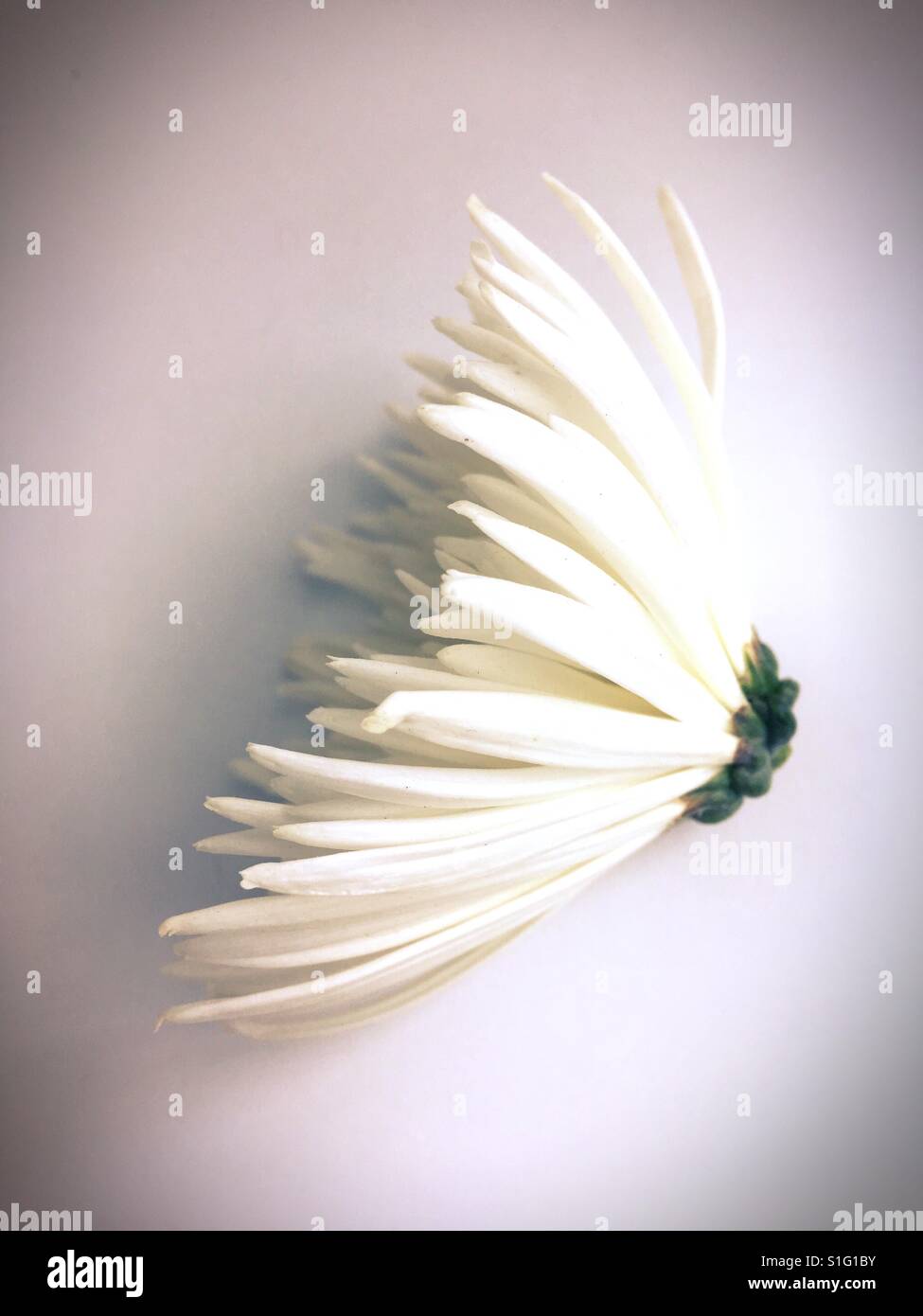 The head of a white spider chrysanthemum flower. Stock Photo