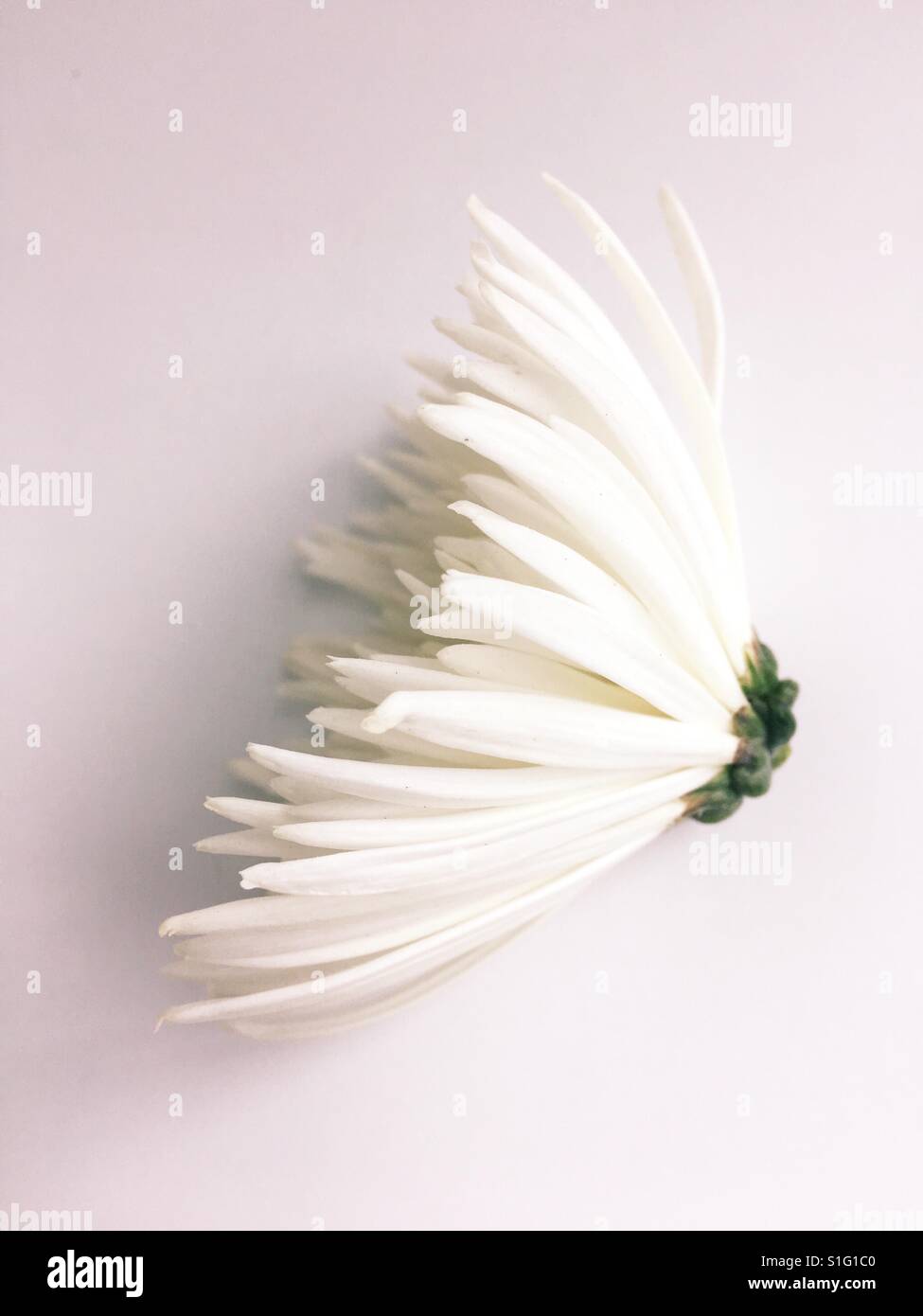 The head of a white spider chrysanthemum flower. Stock Photo