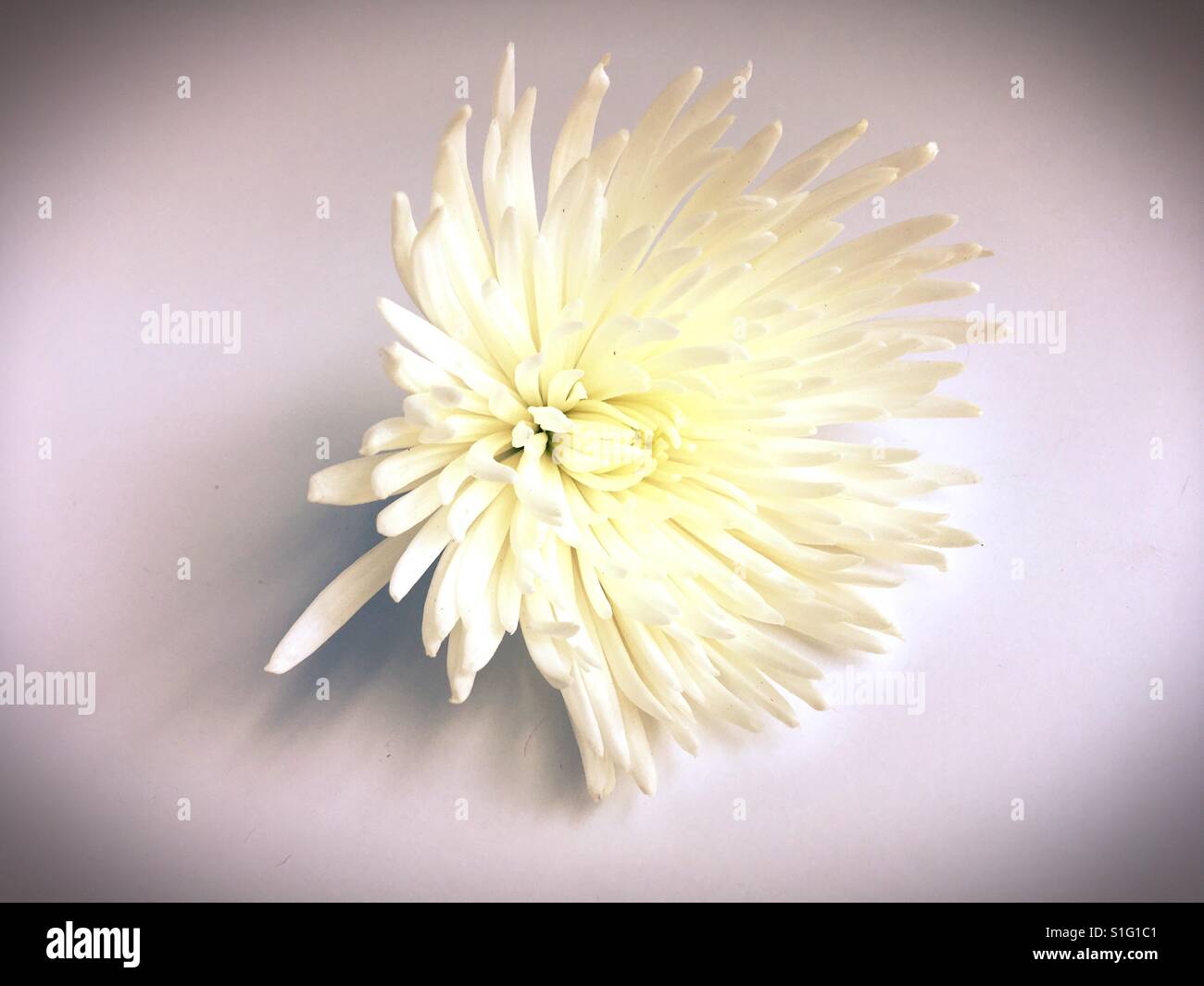 A white spider chrysanthemum flower. Stock Photo