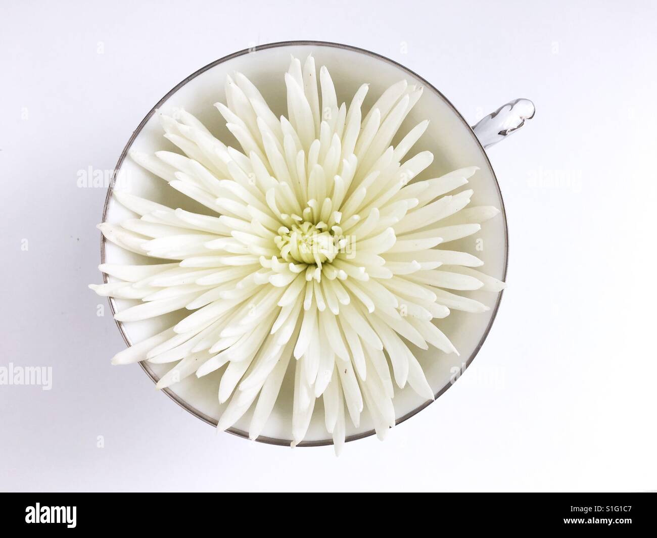 A white spider chrysanthemum flower in a teacup on a white background. Stock Photo