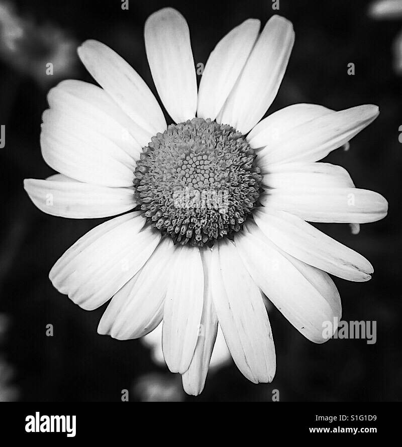 Beautiful daisy flower Black and White Stock Photos & Images - Alamy