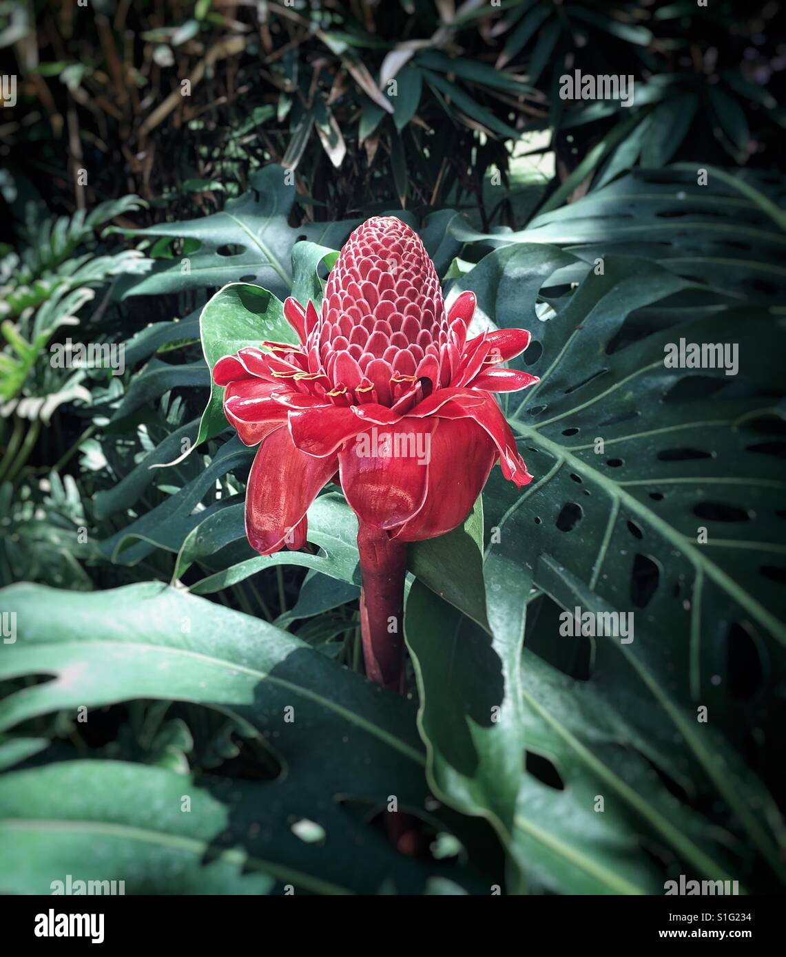 Torch ginger hires stock photography and images Alamy