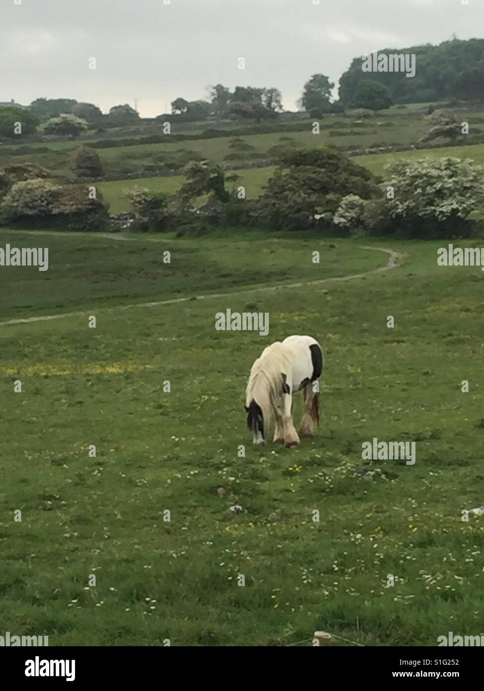 Summer morning grazing, Ireland - Smartphone Captured Stock Image