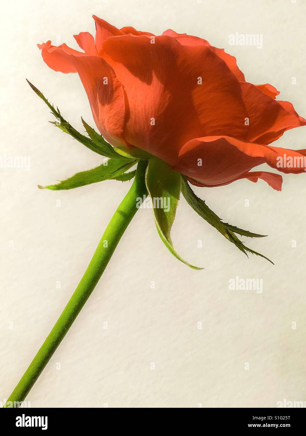 Orange garden rose - Smartphone Captured Stock Image