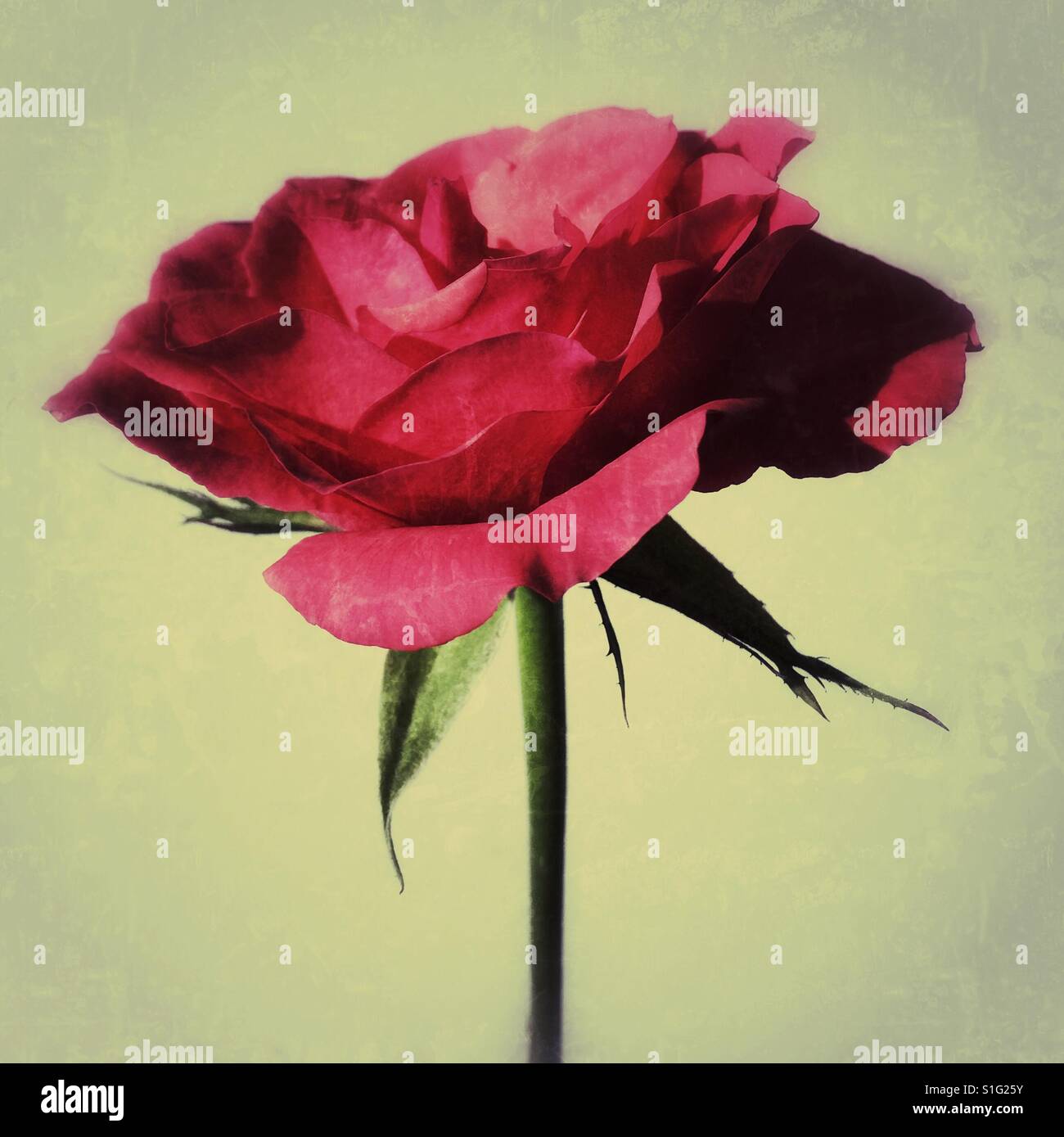 Red rose - Smartphone Captured Stock Image