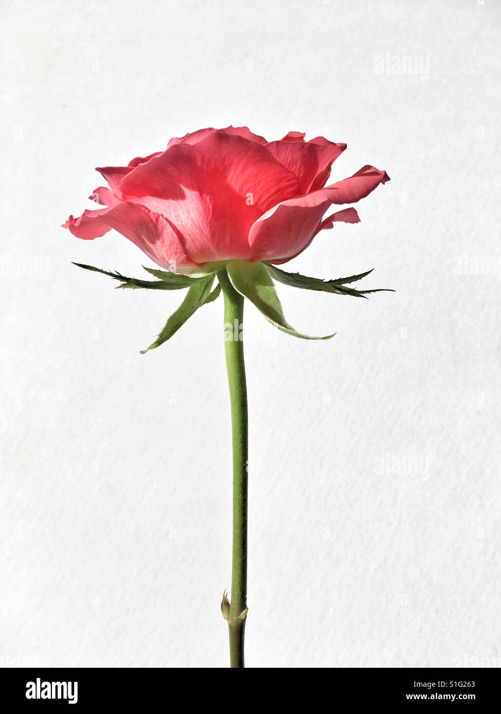 Portrait of an English rose - Smartphone Captured Stock Image