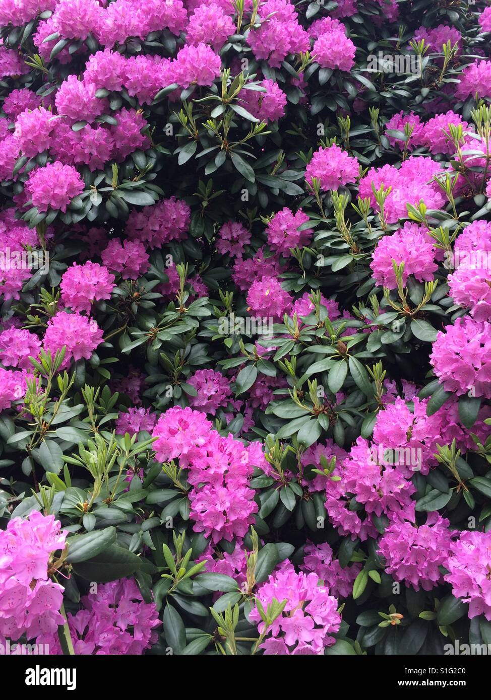 Rhododendron bushes in bloom in a park Stock Photo Alamy