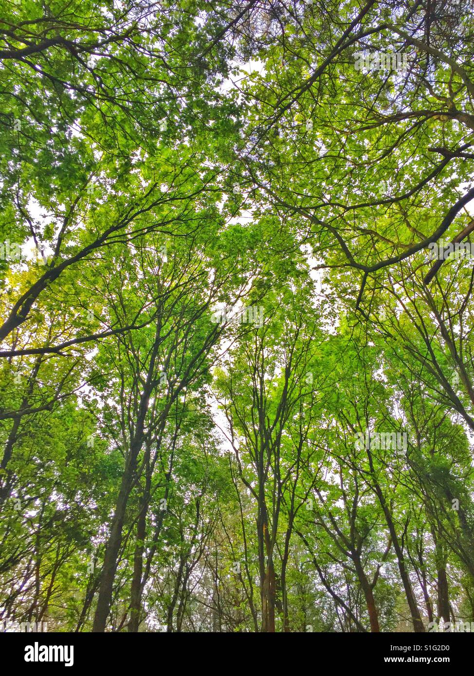 Fresh green leaves of a forest canopy. - Smartphone Captured Stock Image