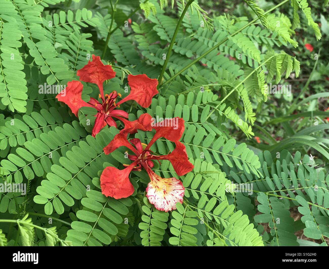 Romantic Gulmohar Flowers Stock Photo Alamy